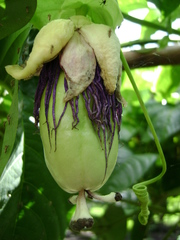 Passiflora quadrangularis