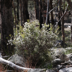 Acrothamnus melaleucoides