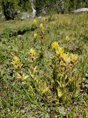 Castilleja peirsonii