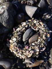 Anthopleura xanthogrammica