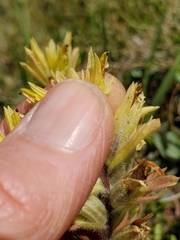 Castilleja peirsonii