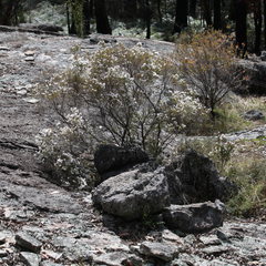 Acrothamnus melaleucoides