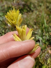 Castilleja peirsonii