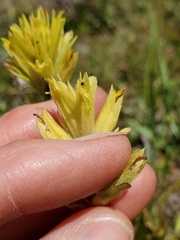 Castilleja peirsonii