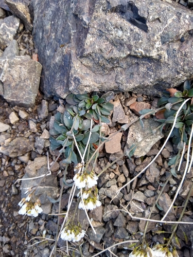 arctic pennycress (Noccaea arctica)