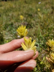 Castilleja peirsonii