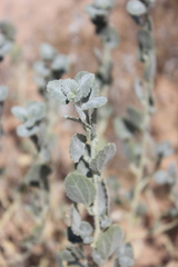 Dicoria canescens
