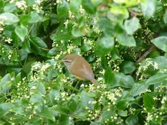 Horornis acanthizoides