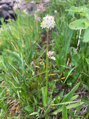 Triantha occidentalis