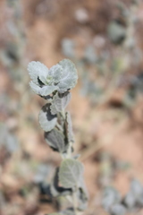 Dicoria canescens