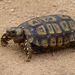 Hinged Tortoises - Photo (c) BERNARD, some rights reserved (CC BY-NC-SA)
