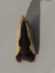Dichomeris inserrata