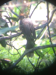 Opisthocomus hoazin