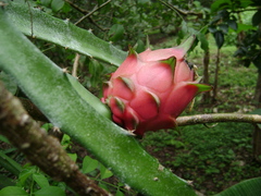 Selenicereus polyrhizus