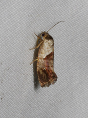 Eupselia holoxantha
