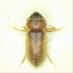 Tropicus pusillus