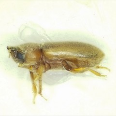 Tropicus pusillus