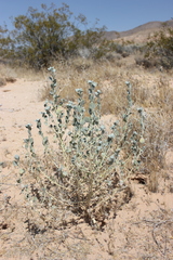 Dicoria canescens