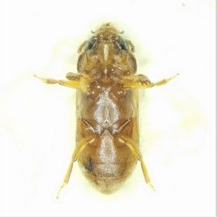 Tropicus pusillus