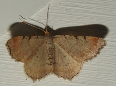 Macaria transitaria