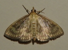 Crocidophora serratissimalis