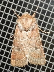 Protorthodes oviduca