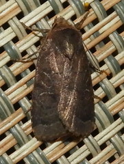 Orthodes cynica