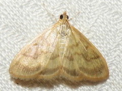 Crocidophora tuberculalis