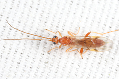 Rogadinae