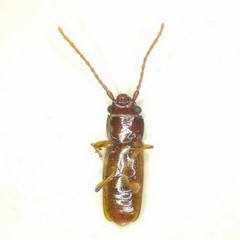 Laemophloeidae