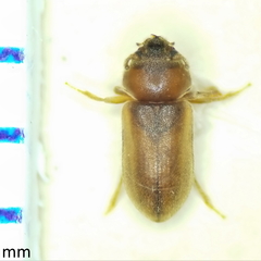 Tropicus pusillus