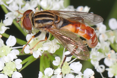 Anasimyia distincta