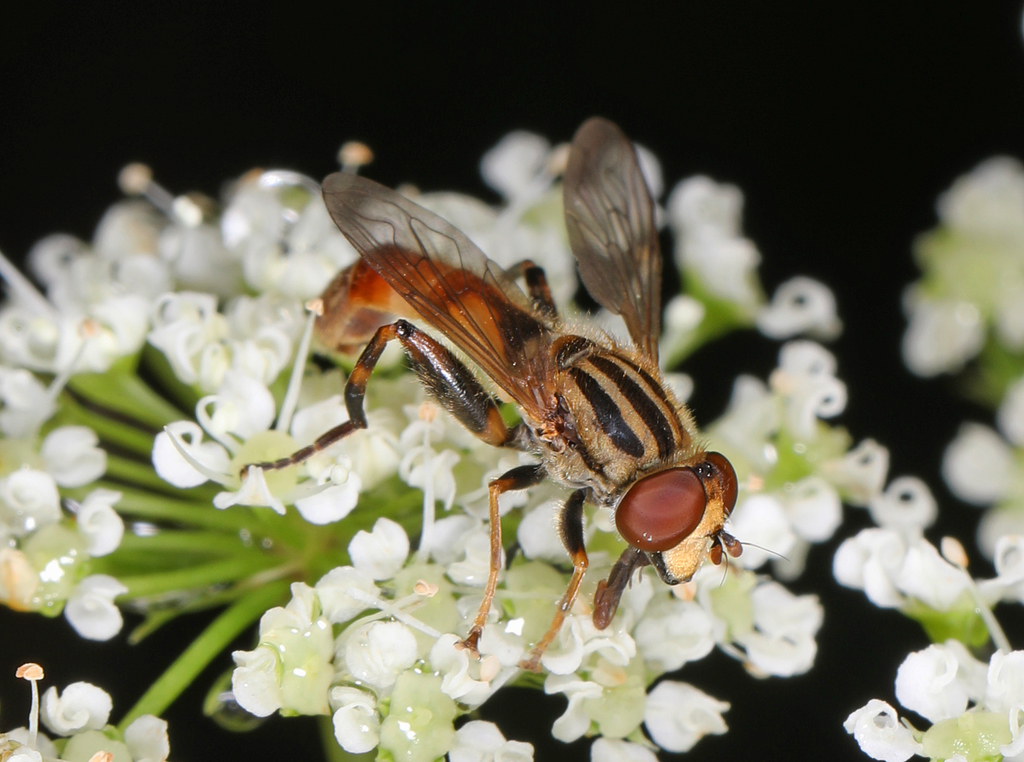 Short-spurred Swamp Fly