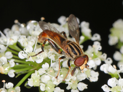 Anasimyia distincta
