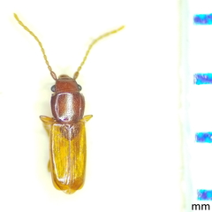Laemophloeidae