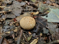 Scleroderma meridionale