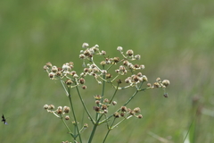 Eryngium yuccifolium