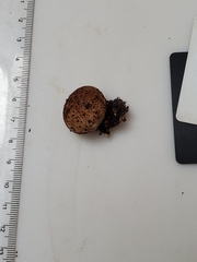 Scleroderma meridionale