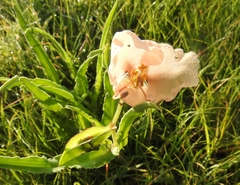 Commelina scabra