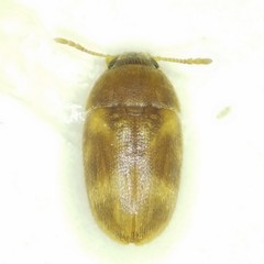Litargus balteatus