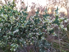Colletia paradoxa