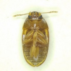 Litargus balteatus