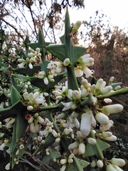 Colletia paradoxa