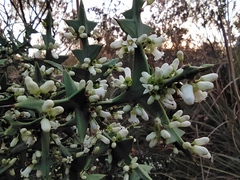 Colletia paradoxa