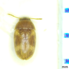 Litargus balteatus