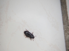 Alphitobius diaperinus