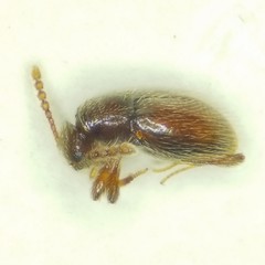 Scydmaeninae