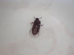 Alphitobius diaperinus