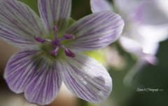 Claytonia