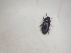 Alphitobius diaperinus